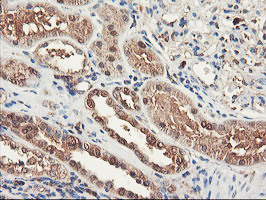 RNPEP Antibody in Immunohistochemistry (Paraffin) (IHC (P))