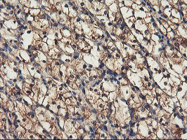 RNPEP Antibody in Immunohistochemistry (Paraffin) (IHC (P))