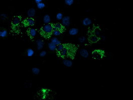 ROMO1 Antibody in Immunocytochemistry (ICC/IF)