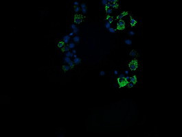 ROMO1 Antibody in Immunocytochemistry (ICC/IF)