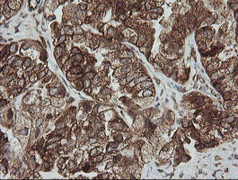 ROMO1 Antibody in Immunohistochemistry (Paraffin) (IHC (P))