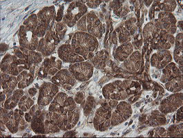 ROMO1 Antibody in Immunohistochemistry (Paraffin) (IHC (P))