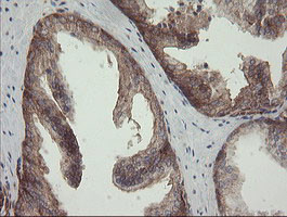 ROMO1 Antibody in Immunohistochemistry (Paraffin) (IHC (P))