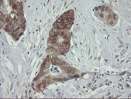 ROMO1 Antibody in Immunohistochemistry (Paraffin) (IHC (P))