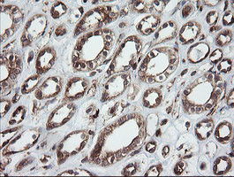 ROMO1 Antibody in Immunohistochemistry (Paraffin) (IHC (P))