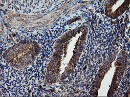 ROMO1 Antibody in Immunohistochemistry (Paraffin) (IHC (P))