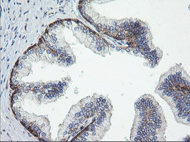 ROMO1 Antibody in Immunohistochemistry (Paraffin) (IHC (P))