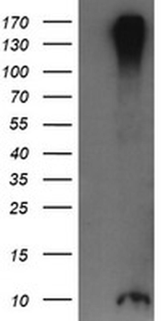 ROMO1 Antibody in Western Blot (WB)