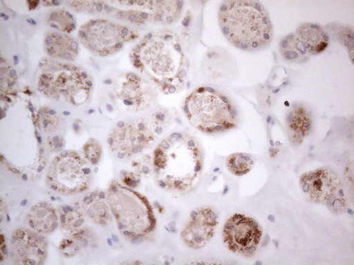 RORB Antibody in Immunohistochemistry (Paraffin) (IHC (P))