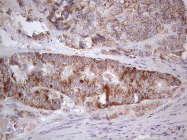 RORB Antibody in Immunohistochemistry (Paraffin) (IHC (P))