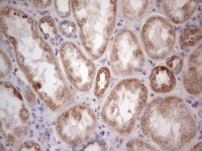 RORB Antibody in Immunohistochemistry (Paraffin) (IHC (P))