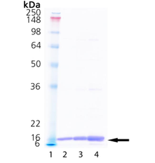 Human Cyclophilin A Protein in SDS-PAGE (SDS-PAGE)