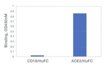 Human ACE2 (aa1-615) Fc Chimera Protein in ELISA (ELISA)