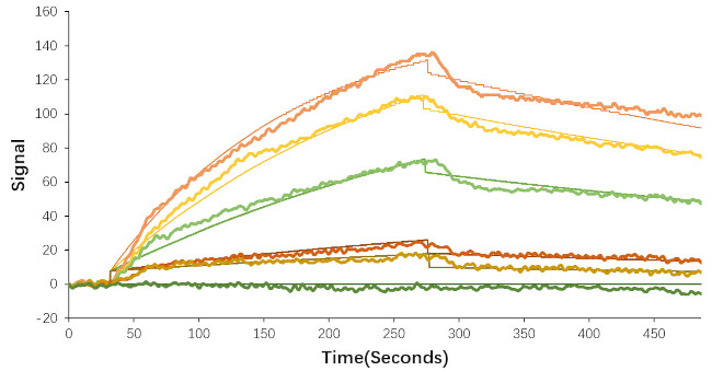 SARS-CoV-2 Spike Protein (RBD) (aa319-541), His Tag Protein in Surface plasmon resonance (SPR)