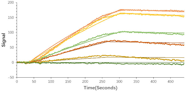 SARS-CoV-2 Spike Protein S1 (aa11-682), hFc-His Tag Protein in Surface plasmon resonance (SPR)