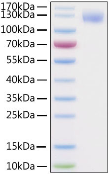 SARS-CoV-2 Spike Protein S1 (aa14-683), His-Avi Tag Protein in SDS-PAGE (SDS-PAGE)