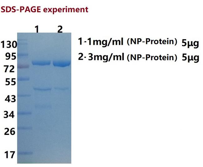 SARS-CoV-2 Nucleocapsid/Spike Protein (RBD) Protein