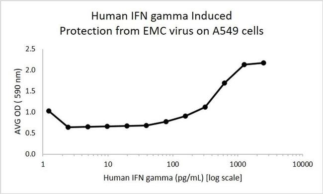 Human IFN-gamma Protein