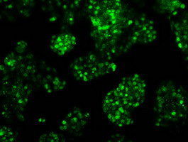 RPA2 Antibody in Immunocytochemistry (ICC/IF)