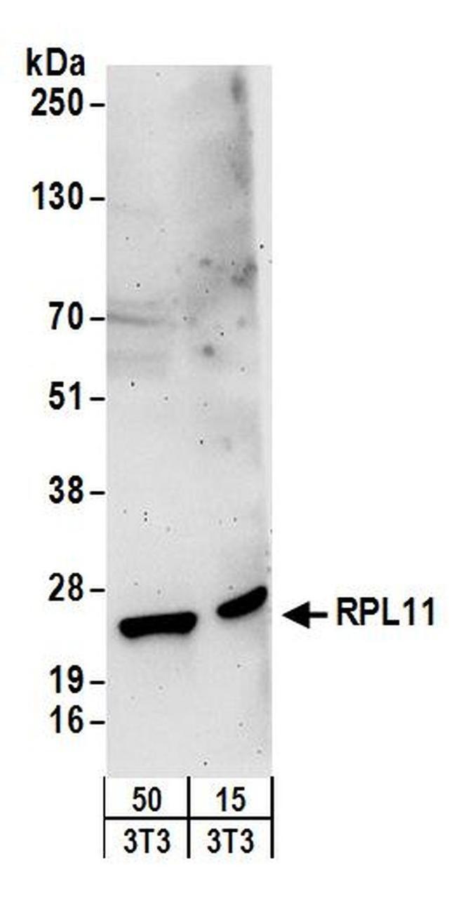 RPL11 Antibody in Western Blot (WB)