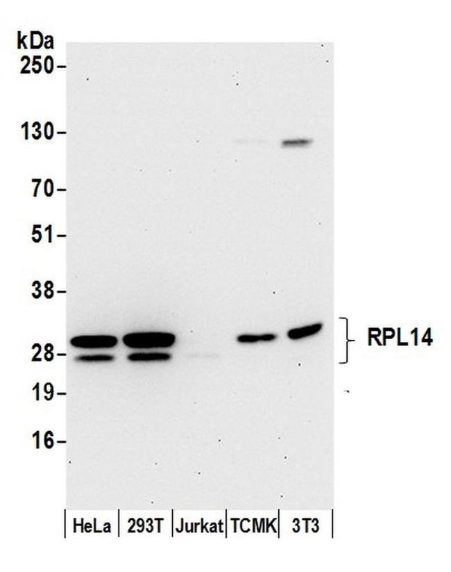 RPL14/Ribosomal Protein L14 Antibody in Western Blot (WB)