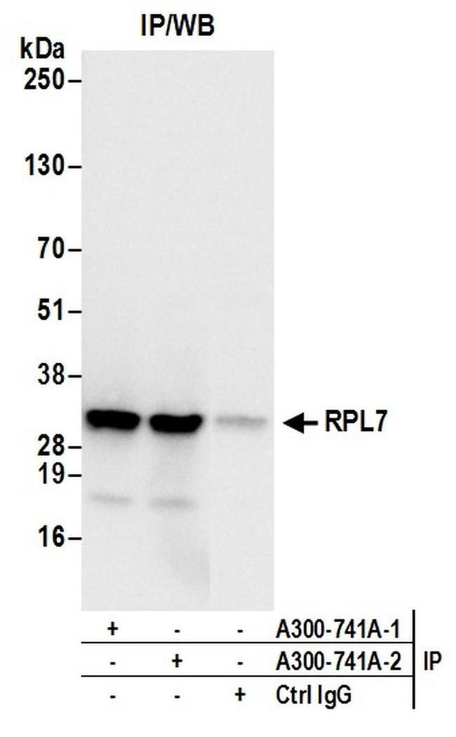 RPL7 Antibody in Western Blot (WB)