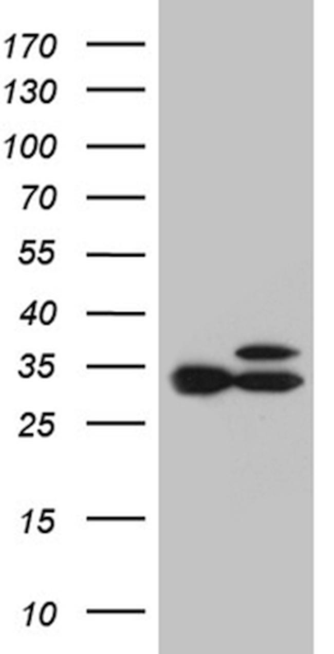 RPL7A Antibody in Western Blot (WB)