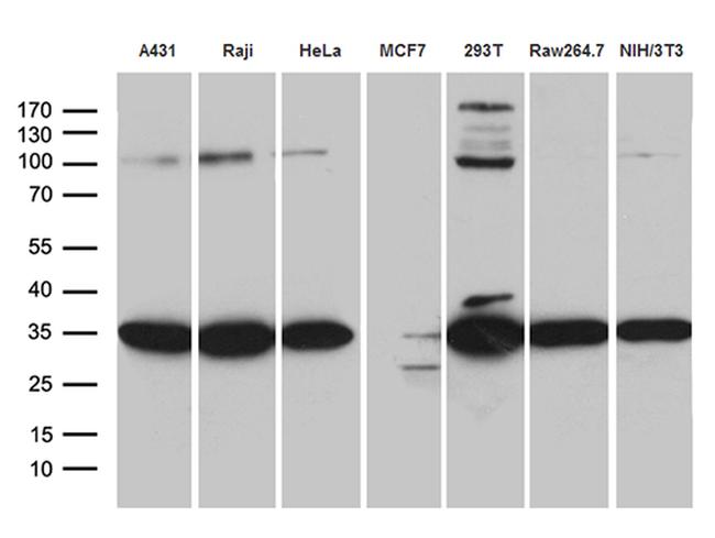 RPL7A Antibody in Western Blot (WB)