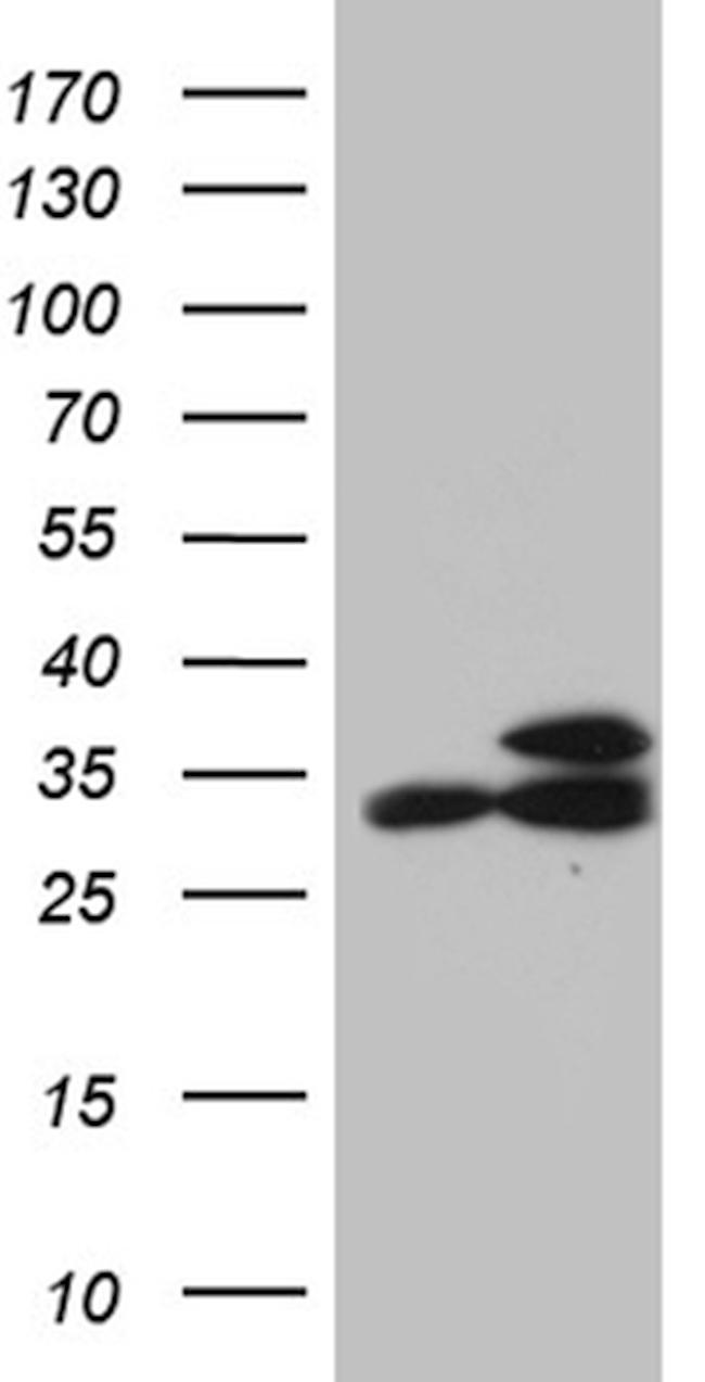 RPL7A Antibody in Western Blot (WB)