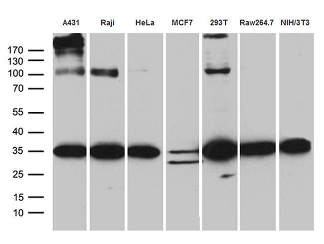 RPL7A Antibody in Western Blot (WB)