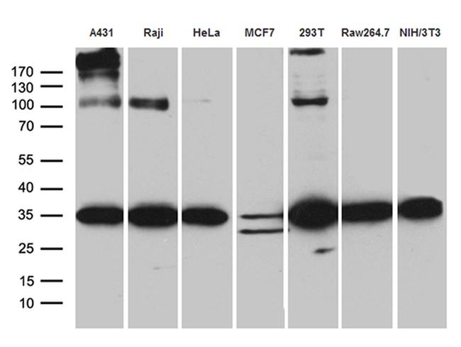 RPL7A Antibody in Western Blot (WB)