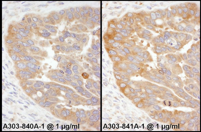 RPS3 Antibody in Immunohistochemistry (IHC)