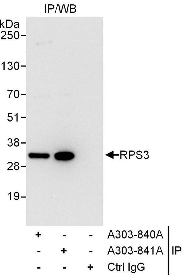 RPS3 Antibody in Western Blot (WB)