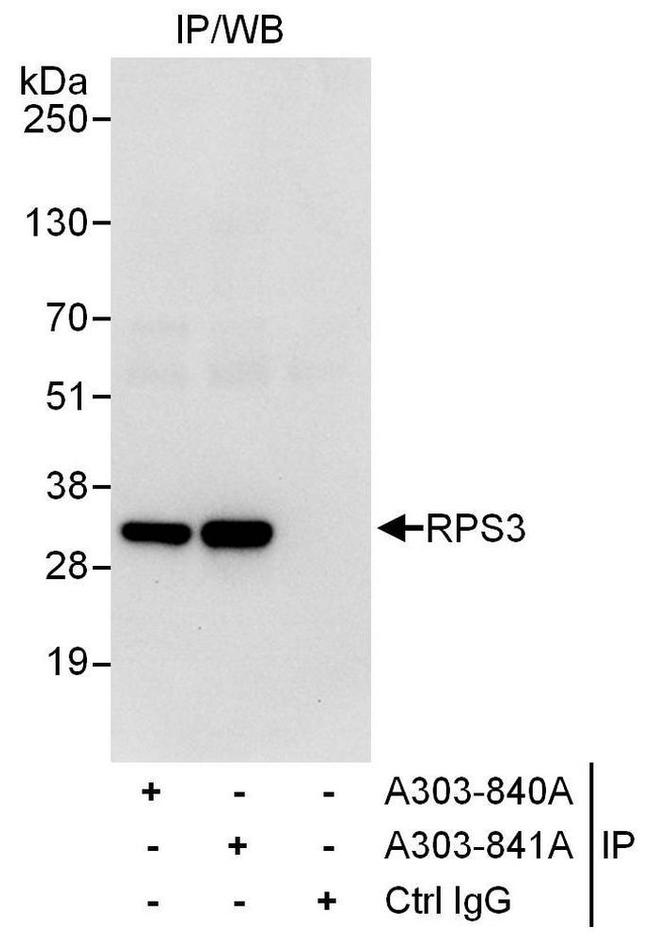 RPS3 Antibody in Western Blot (WB)