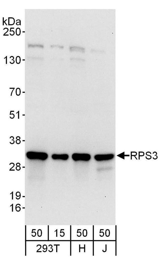 RPS3 Antibody in Western Blot (WB)