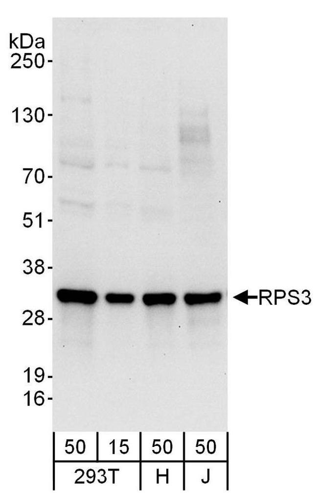 RPS3 Antibody in Western Blot (WB)