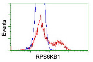 RPS6KB1 Antibody in Flow Cytometry (Flow)