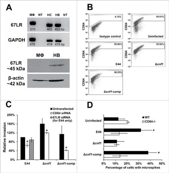 RPSA Antibody in Western Blot (WB)