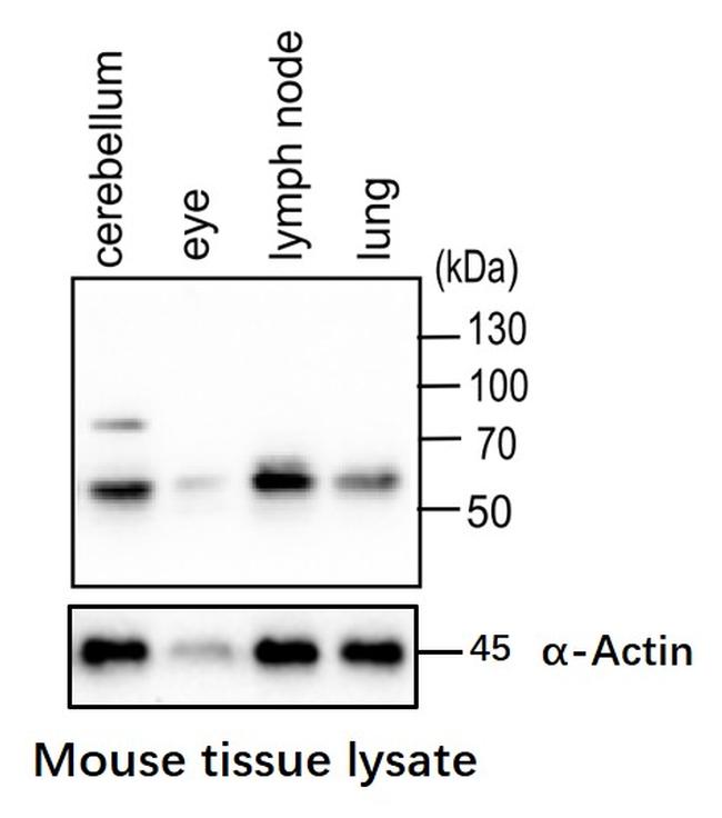 RRAGC Antibody in Western Blot (WB)