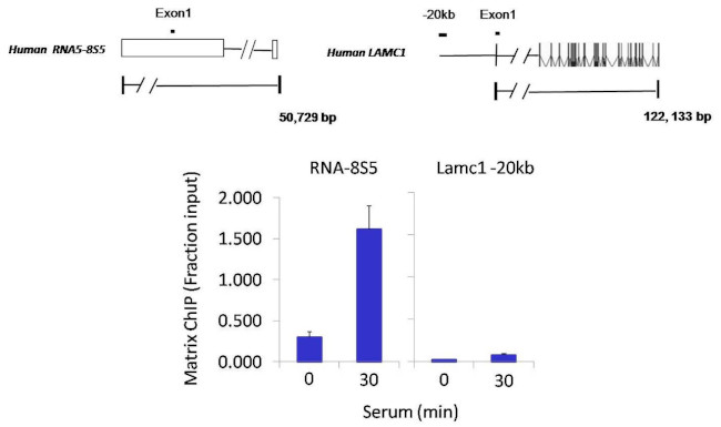 RRN3 Antibody in ChIP Assay (ChIP)