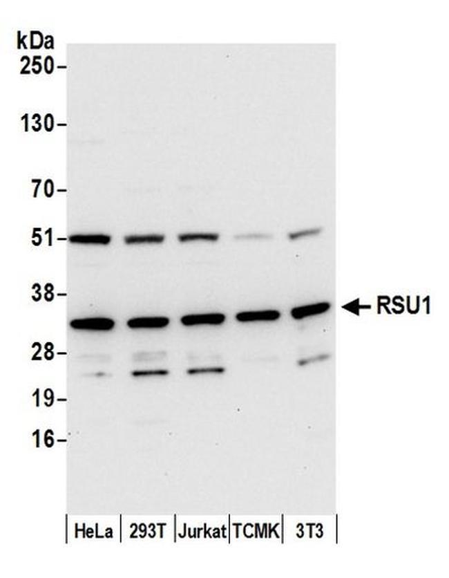 RSU1 Antibody in Western Blot (WB)