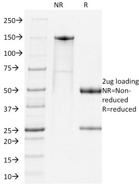 PD1 Antibody in SDS-PAGE (SDS-PAGE)