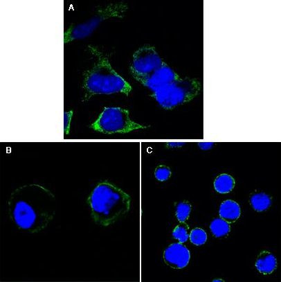 RTN3 Antibody in Immunocytochemistry (ICC/IF)