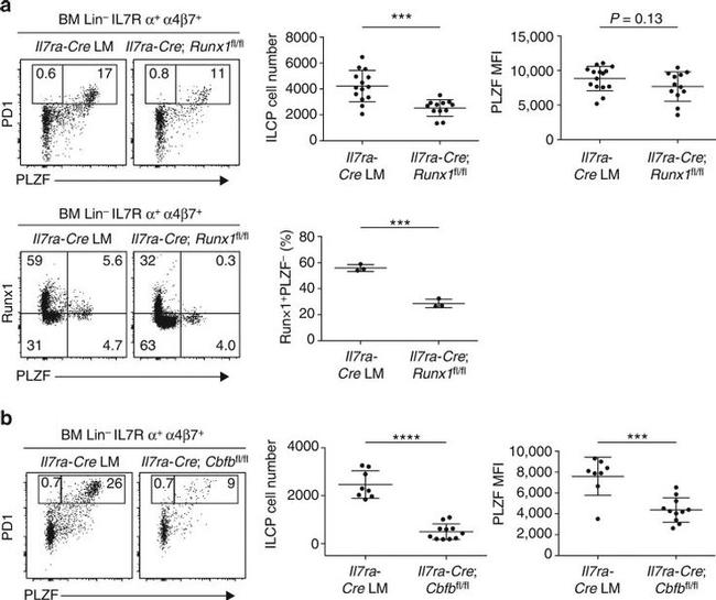 RUNX1 Antibody in Flow Cytometry (Flow)