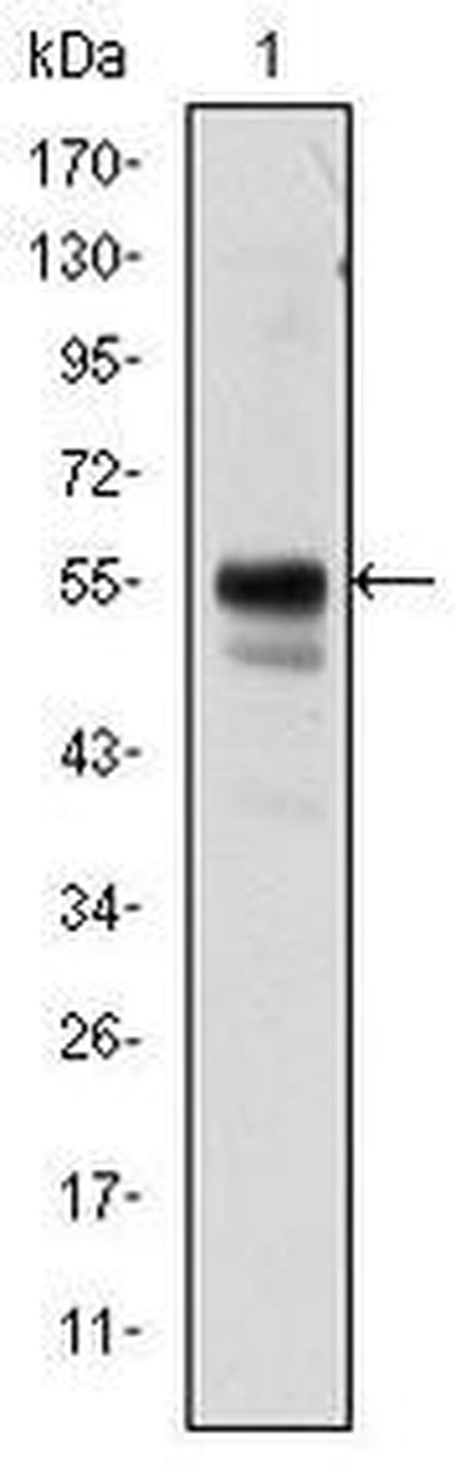 RUNX1 Antibody in Western Blot (WB)