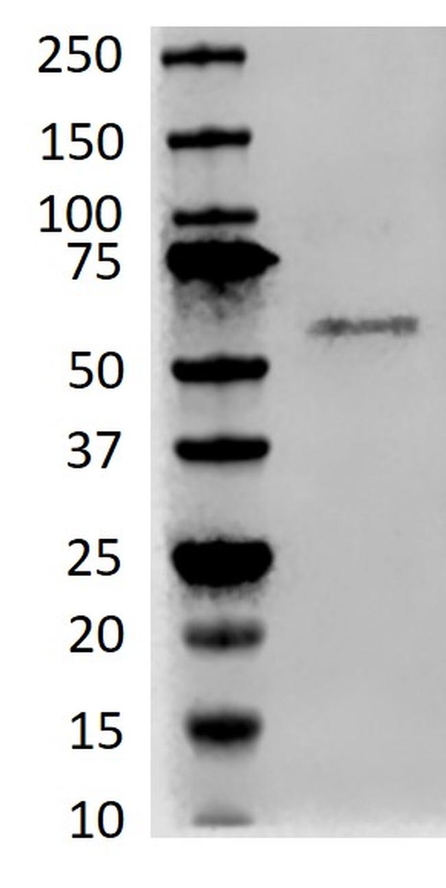 RUNX2 Antibody in Western Blot (WB)