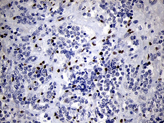 RUNX3 Antibody in Immunohistochemistry (Paraffin) (IHC (P))