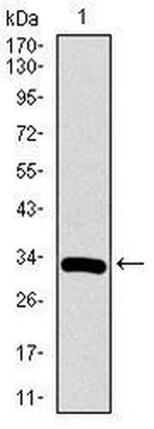 RUNX3 Antibody in Western Blot (WB)