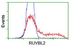 RUVBL2 Antibody in Flow Cytometry (Flow)