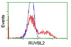 RUVBL2 Antibody in Flow Cytometry (Flow)